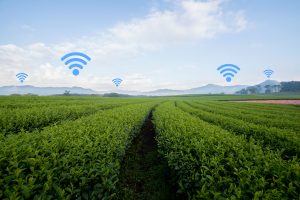 Eine gr&uuml;ne Wiese. Vereinzelt steigen WLAN-Zeichen aus der Wiese empor.